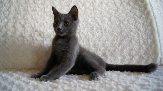 kocurek kartuski - chartreux